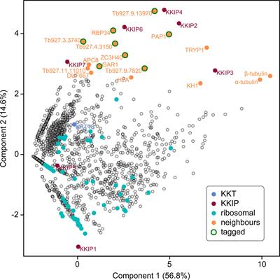 Trypanosome KKIP1 Dynamically Links the Inner Kinetochore to a Kinetoplastid Outer Kinetochore Complex